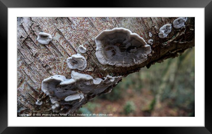 Fungi Textures Framed Mounted Print by GJS Photography Artist