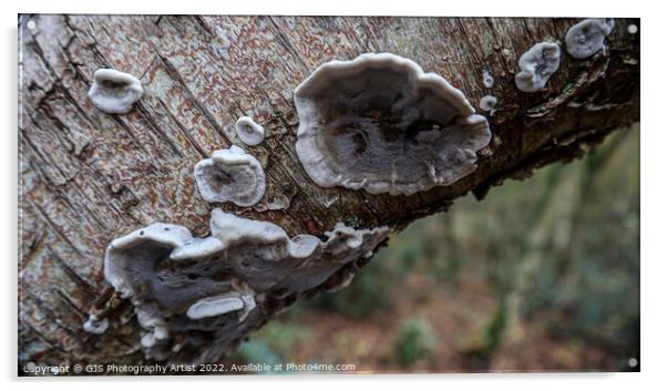Fungi Textures Acrylic by GJS Photography Artist