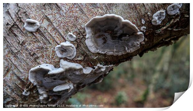 Fungi Textures Print by GJS Photography Artist
