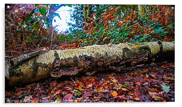 Autumn Fallen Acrylic by GJS Photography Artist