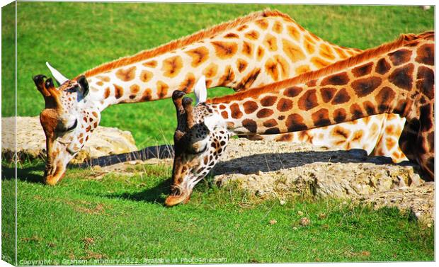 Pair of Giraffes Canvas Print by Graham Lathbury