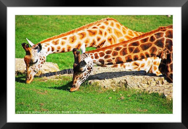 Pair of Giraffes Framed Mounted Print by Graham Lathbury