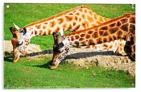 Pair of Giraffes Acrylic by Graham Lathbury