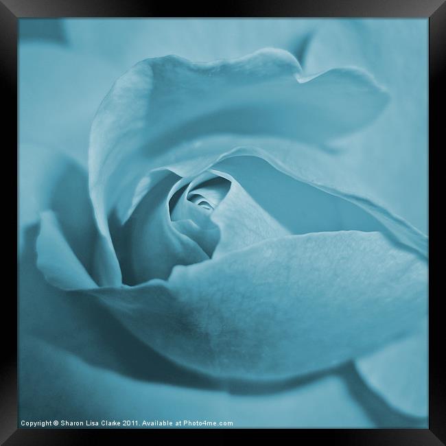 Pale blue rose Framed Print by Sharon Lisa Clarke