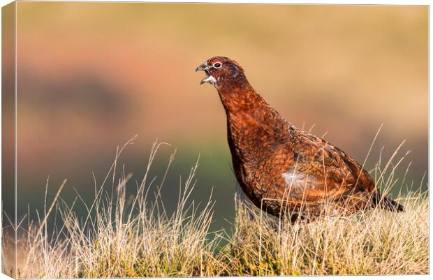 Wild Red Grouse in the Derbyshire Peak District  Canvas Print by John Finney