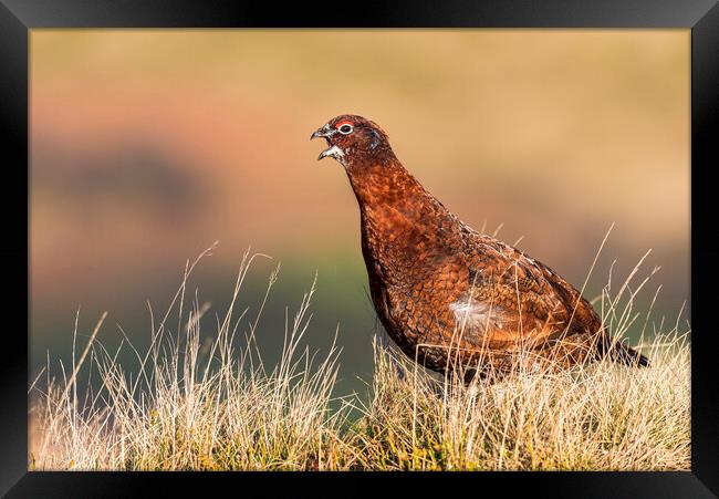 Wild Red Grouse in the Derbyshire Peak District  Framed Print by John Finney