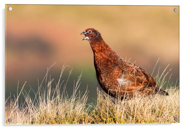 Wild Red Grouse in the Derbyshire Peak District  Acrylic by John Finney