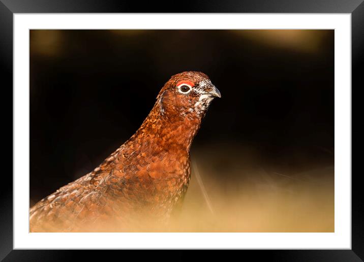 Wild Red Grouse in the Derbyshire Peak District  Framed Mounted Print by John Finney