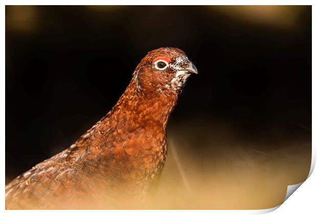 Wild Red Grouse in the Derbyshire Peak District  Print by John Finney