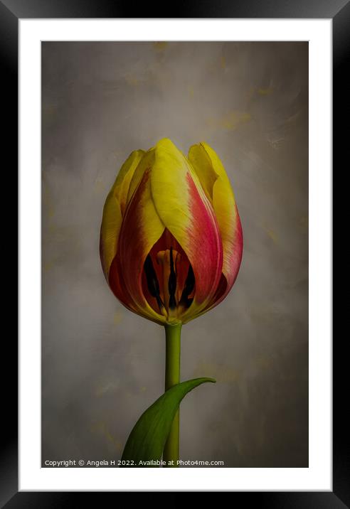Tulip Framed Mounted Print by Angela H