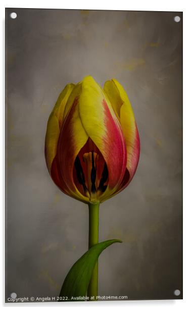 Tulip Acrylic by Angela H