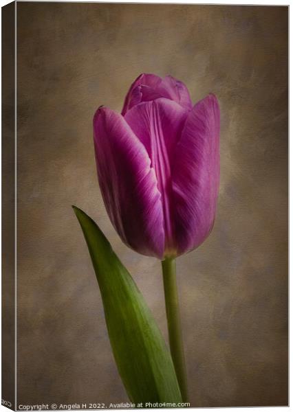 Purple Tulip Canvas Print by Angela H