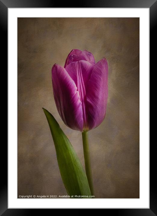 Purple Tulip Framed Mounted Print by Angela H