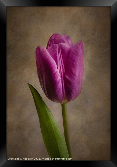 Purple Tulip Framed Print by Angela H