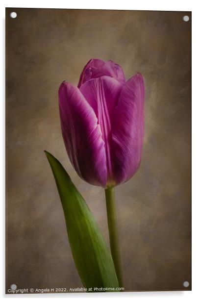 Purple Tulip Acrylic by Angela H