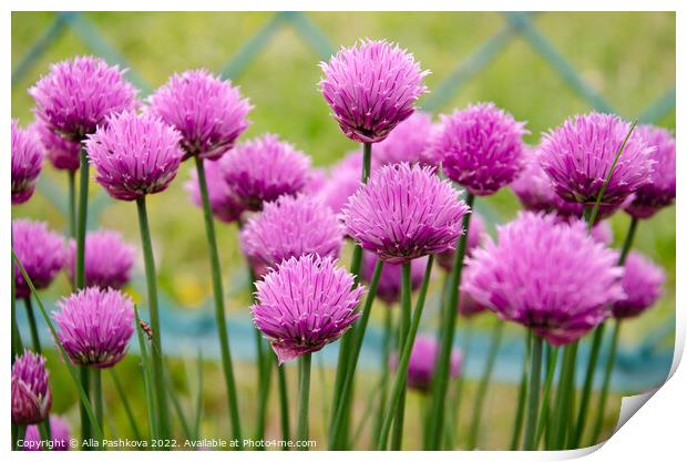 Beautiful fresh purple flowers in green garden Print by Alla Pashkova
