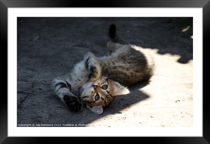 Cute kitten rest on sun Framed Mounted Print by Alla Pashkova