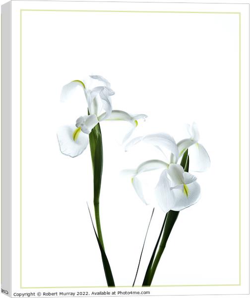 White Dutch Iris Canvas Print by Robert Murray