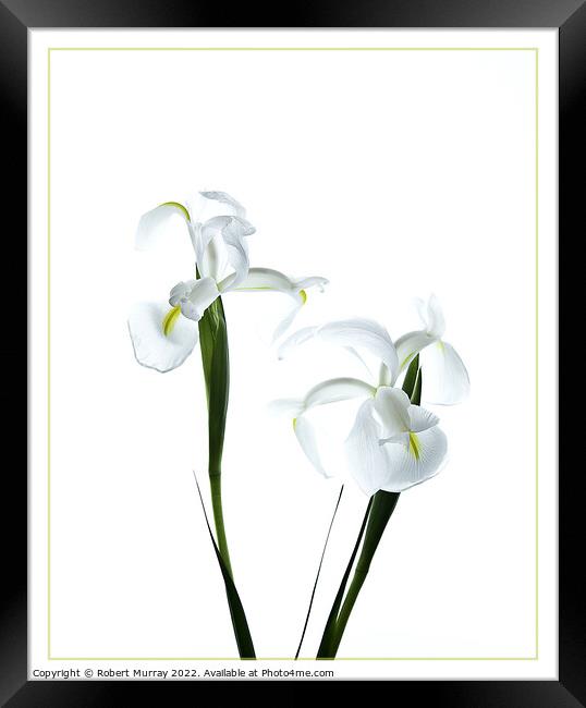 White Dutch Iris Framed Print by Robert Murray