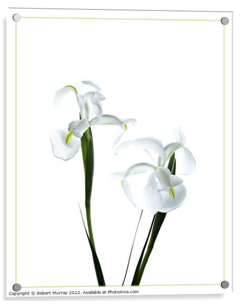 White Dutch Iris Acrylic by Robert Murray