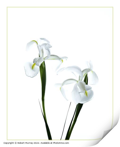 White Dutch Iris Print by Robert Murray
