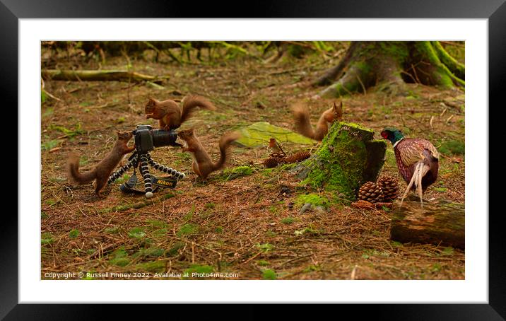 Squirrel attack Framed Mounted Print by Russell Finney