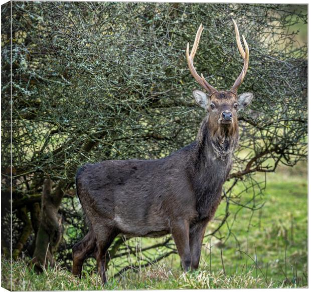 The Majestic Sika Stag Canvas Print by Colin Allen