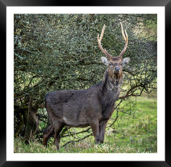 The Majestic Sika Stag Framed Mounted Print by Colin Allen