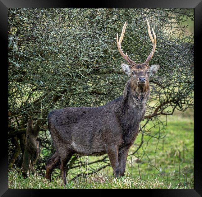 The Majestic Sika Stag Framed Print by Colin Allen