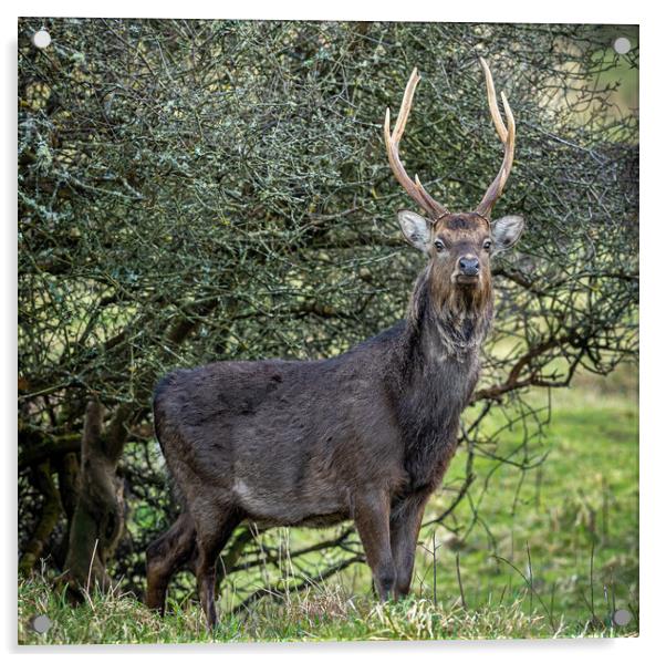 The Majestic Sika Stag Acrylic by Colin Allen