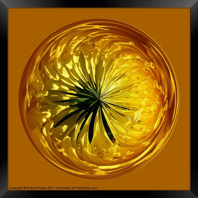 Spherical Paperweight dandylion flower Framed Print by Robert Gipson