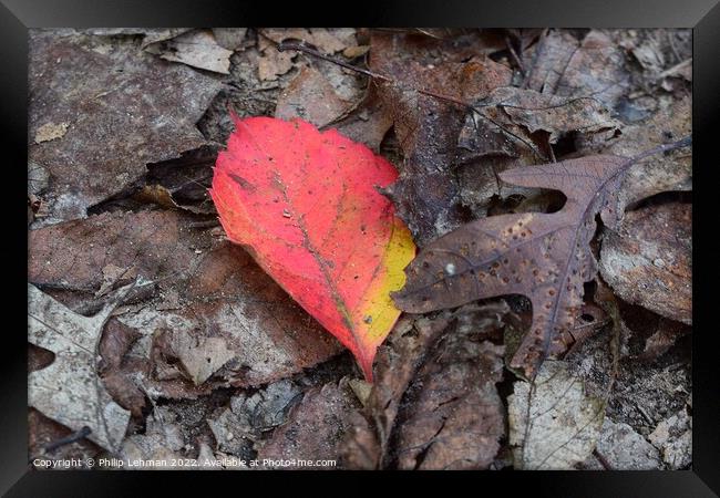 Standout Framed Print by Philip Lehman