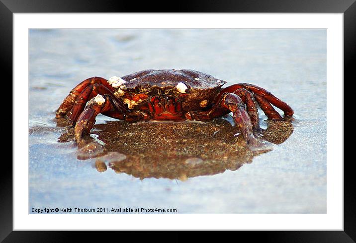 Crab Framed Mounted Print by Keith Thorburn EFIAP/b