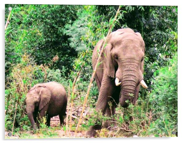 Adult Elephant with Calf in S.Africa  Acrylic by Nick Edwards