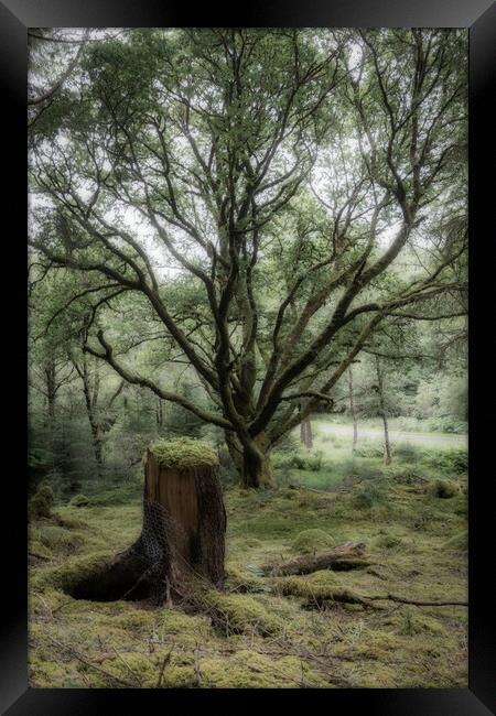 Enchanted Forest Guardian Framed Print by Stuart Jack