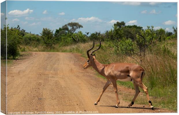 An impala ram crossing a gravel road Canvas Print by Adrian Turnbull-Kemp