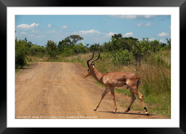 An impala ram crossing a gravel road Framed Mounted Print by Adrian Turnbull-Kemp