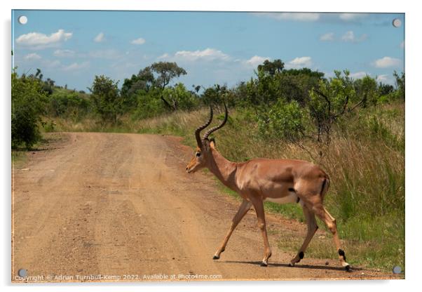 An impala ram crossing a gravel road Acrylic by Adrian Turnbull-Kemp