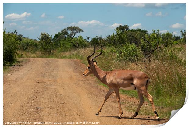 An impala ram crossing a gravel road Print by Adrian Turnbull-Kemp