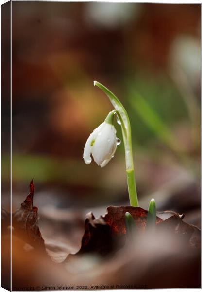 sunlit Snowdrop with dew Canvas Print by Simon Johnson