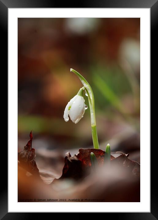 sunlit Snowdrop with dew Framed Mounted Print by Simon Johnson