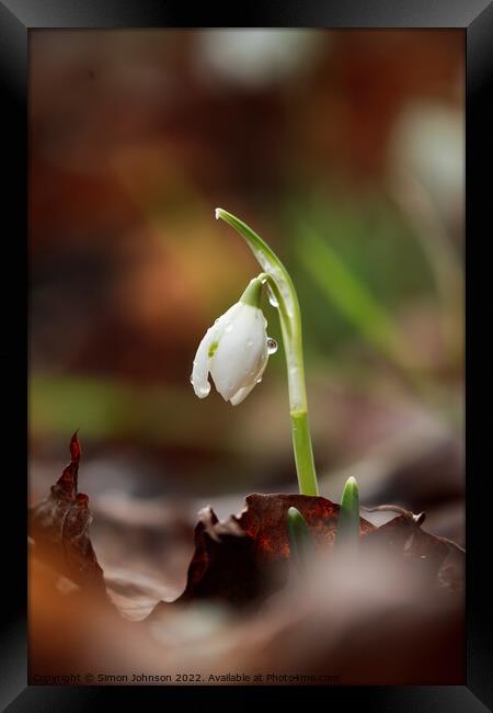 sunlit Snowdrop with dew Framed Print by Simon Johnson