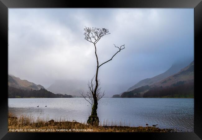 Lone tree at Buttermere Framed Print by Claire Turner