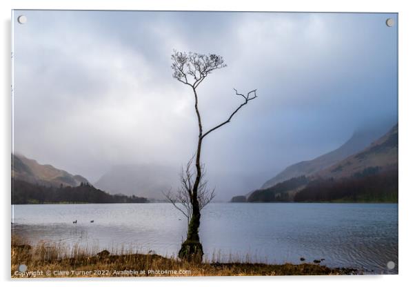 Lone tree at Buttermere Acrylic by Claire Turner