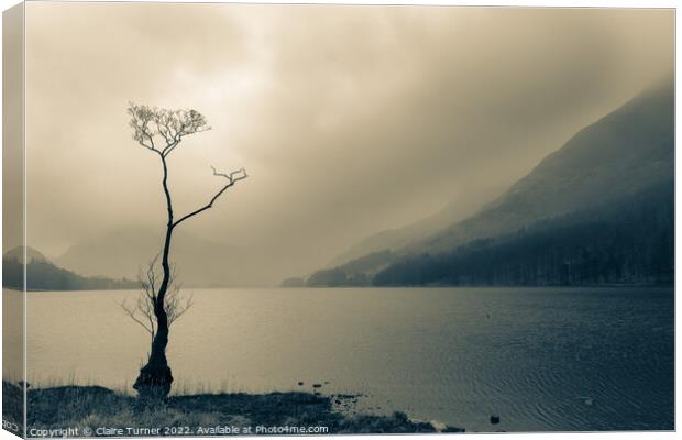 Lone tree monochrome  Canvas Print by Claire Turner