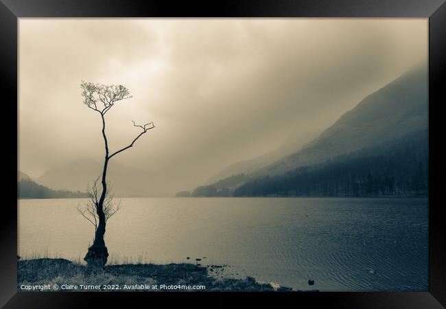 Lone tree monochrome  Framed Print by Claire Turner