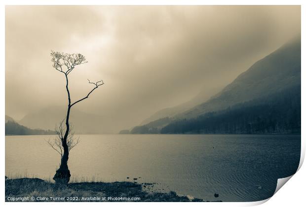 Lone tree monochrome  Print by Claire Turner