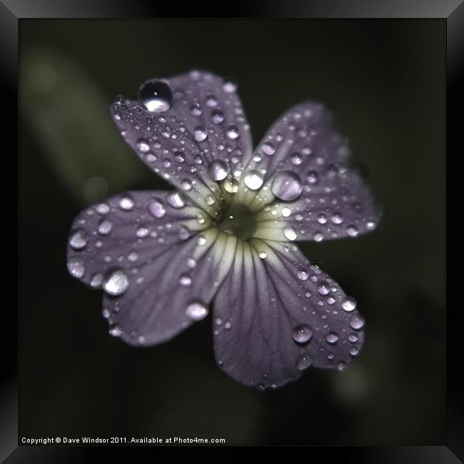Water Soaked Flower Framed Print by Dave Windsor
