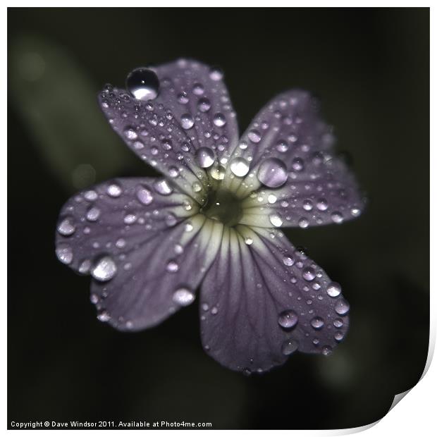 Water Soaked Flower Print by Dave Windsor