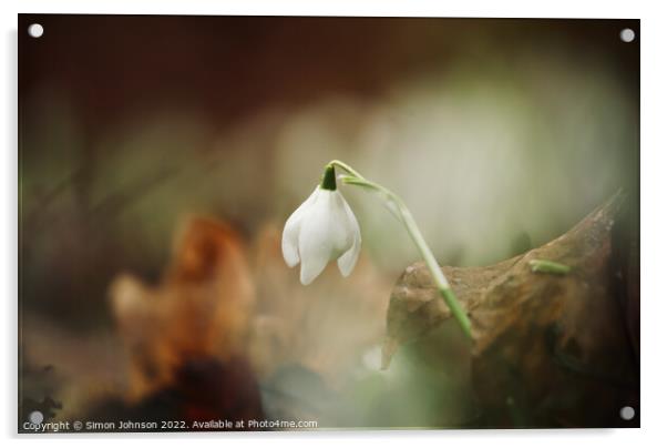 Snowdrop flower Acrylic by Simon Johnson